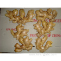 Different Sizes Of Air-dired Ginger In Different Packagings